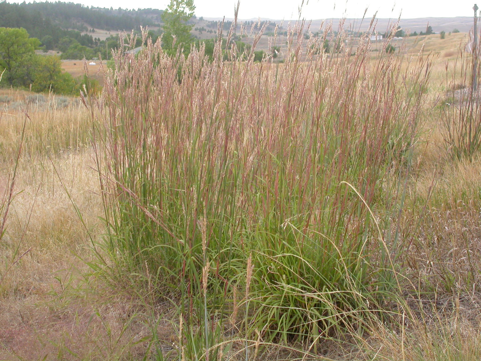 Prairie grass — Big Bluestem